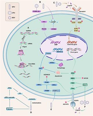 Insights Into the Antiviral Pathways of the Silkworm Bombyx mori